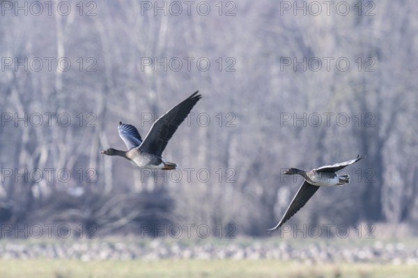 Bean geese (Anser fabalis), Emsland, Lower Saxony, Germany