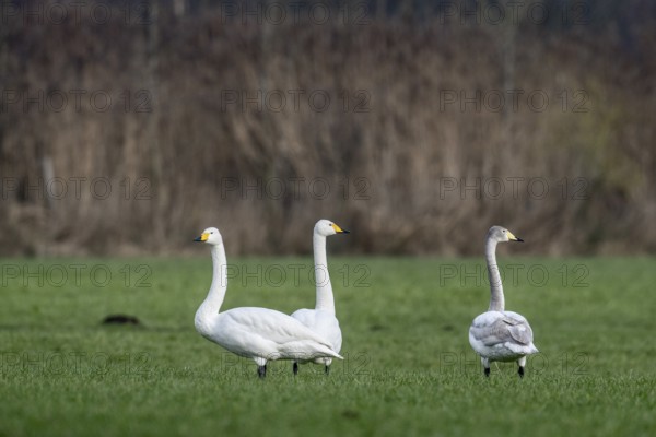 Whooper swans (Cygnus cygnus), Emsland, Lower Saxony, Germany