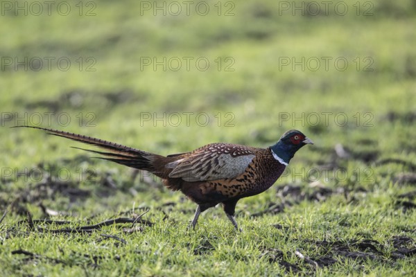 Hunting Pheasant (Phasianus colchicus), Emsland, Lower Saxony, Germany