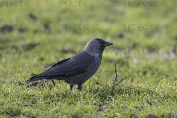 Jackdaw (Corvus monedula), Emsland, Lower Saxony, Germany