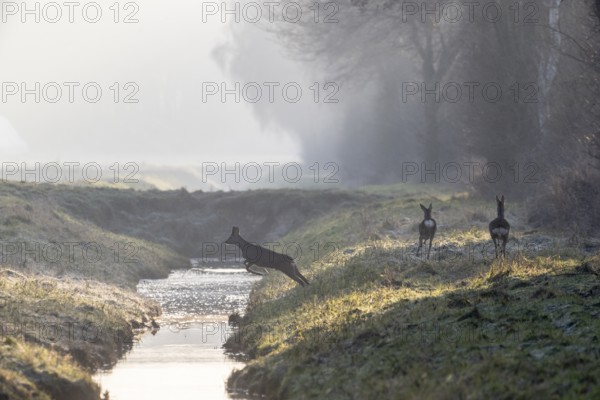 Roe deer (Capreolus capreolus) jumping over a ditch, Emsland, Lower Saxony, Germany