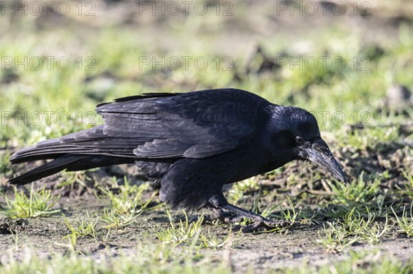 Rook (Corvus frugilegus), Emsland, Lower Saxony, Germany