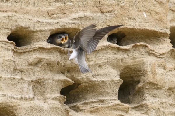 Sand martin (Riparia riparia) nesting in a sand pit Sand excavation and feeding chicks in a nest in a sandy rock face, Osnabrücker Land, Lower Saxony, Germany