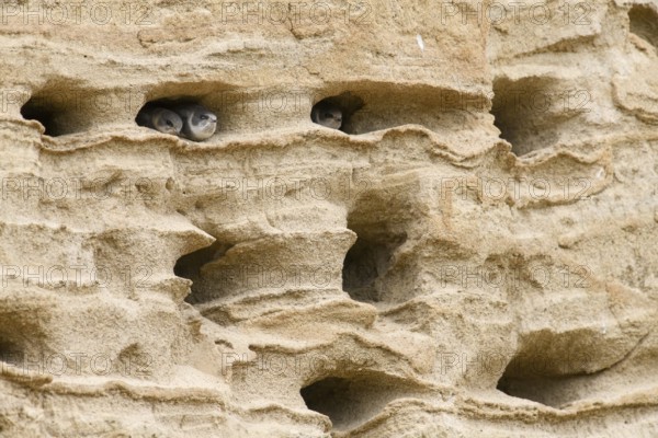 Sand martin (Riparia riparia) Juvenile chicks in a sand pit Sand excavation, Osnabrücker Land, Lower Saxony, Germany
