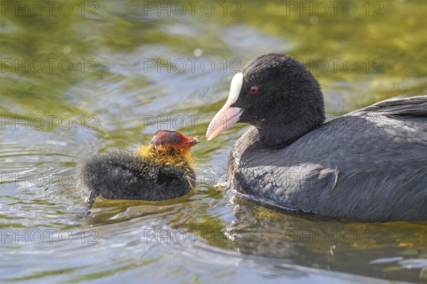 A coot Eurasian Coot (Fulica atra) feeding its young bird, Dümmer nature park Park, Lower Saxony, Germany