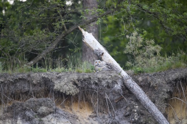 A young eagle owl (Bubo bubo) sitting next to a fallen tree and roots in the forest, Lower Saxony, Germany
