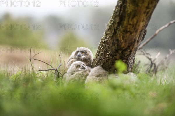 Four eagle owl (Bubo bubo) chicks sit hidden in their nest near a tree in the grass. Lower Saxony, Germany