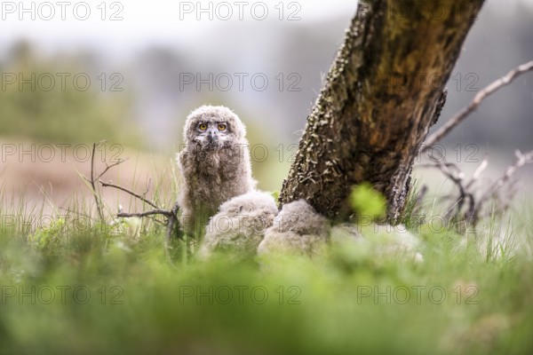 Three eagle owl (Bubo bubo) chicks sitting hidden in their nest near a tree in the grass, one young animal has sat up and is looking attentively at its surroundings, Lower Saxony, Germany