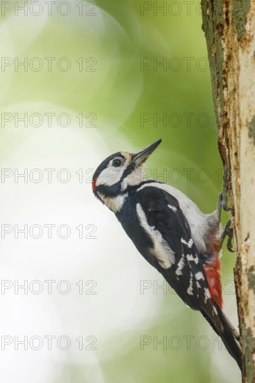 Great spotted woodpecker (Dendrocopos major) climbing on a tree trunk in a natural environment, Teutoburg Forest, Lower Saxony, Germany