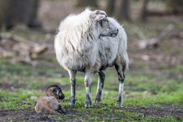 A sheep (Ovis gmelini aries) with a lamb on a green pasture, peaceful spring atmosphere, photo taken from behind, district of Diepholz, Lower Saxony, Germany
