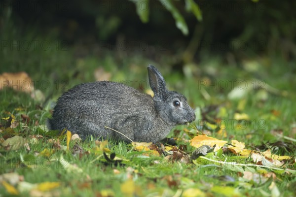 Rabbit (Oryctolagus cuniculus) adult animal eating a tree leaf in autumn, Wales, United Kingdom