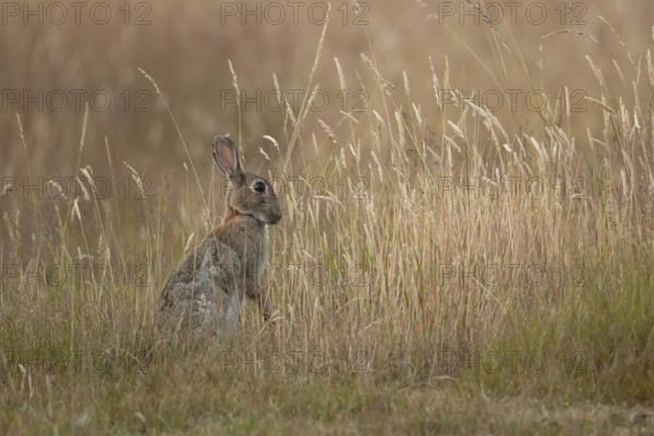 Rabbit (Oryctolagus cuniculus) adult animal in long grass in summer, England, United Kingdom
