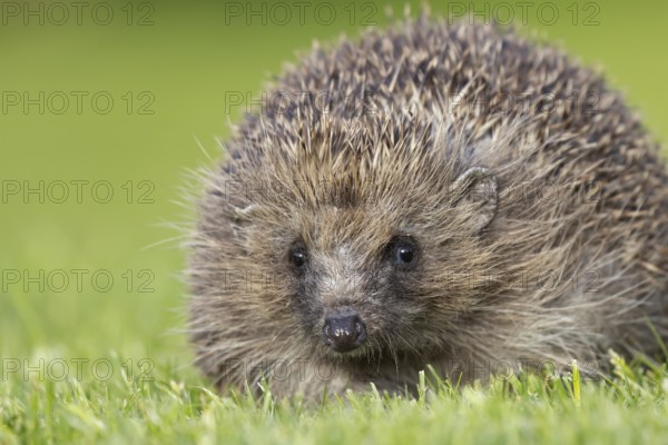 European hedgehog (Erinaceus europaeus) adult animal on a garden grass lawn, England, United Kingdom