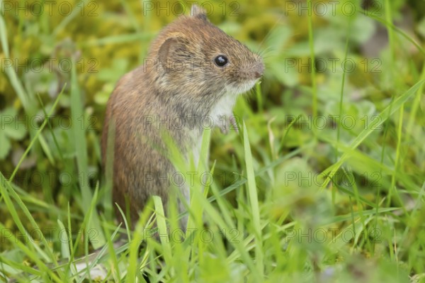 Field vole (Microtus agrestis) adult rodent animal in grassland, England, United Kingdom