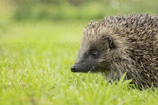 European hedgehog (Erinaceus europaeus) adult animal on a garden grass lawn in summer, England, United Kingdom