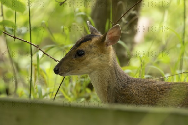 Muntjac deer (Muntiacus reevesi) juvenile baby fawn in a woodland, England, United Kingdom