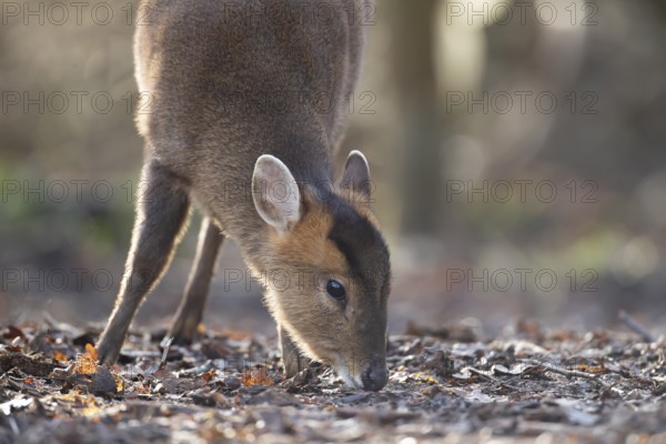 Muntjac deer (Muntiacus reevesi) adult animal feeding in a woodland, England, United Kingdom
