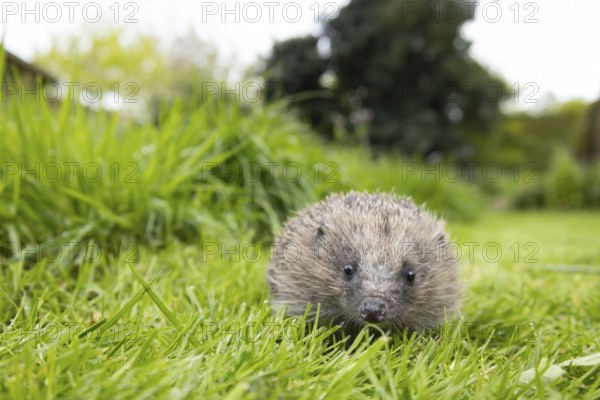 European hedgehog (Erinaceus europaeus) adult animal on a garden grass lawn next to an area of long grass, England, United Kingdom