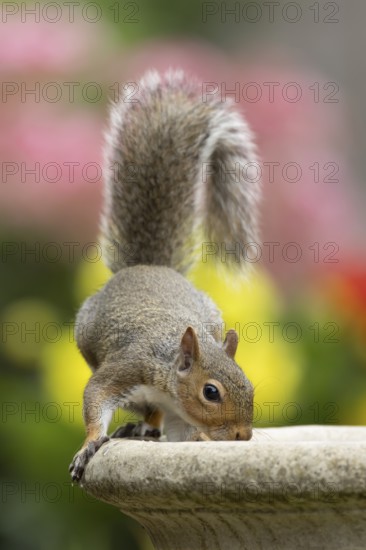 Grey squirrel (Sciurus carolinensis) adult animal drinking water from a garden bird bath in summer, England, United Kingdom
