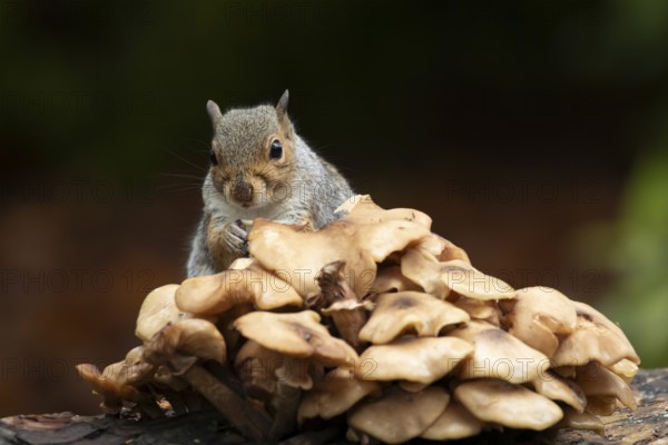 Grey squirrel (Sciurus carolinensis) adult animal feeding on fungi on a tree log in autumn, England, United Kingdom