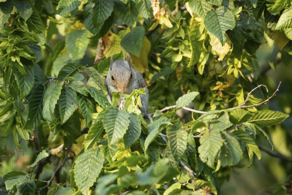 Grey squirrel (Sciurus carolinensis) adult animal feeding on tree leaves in summer, England, United Kingdom