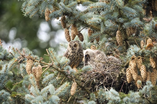 Long-eared owl (Asio otus) and chicks sitting in the nest, surrounded by pine cones and needles in a tree, Lower Saxony, Germany