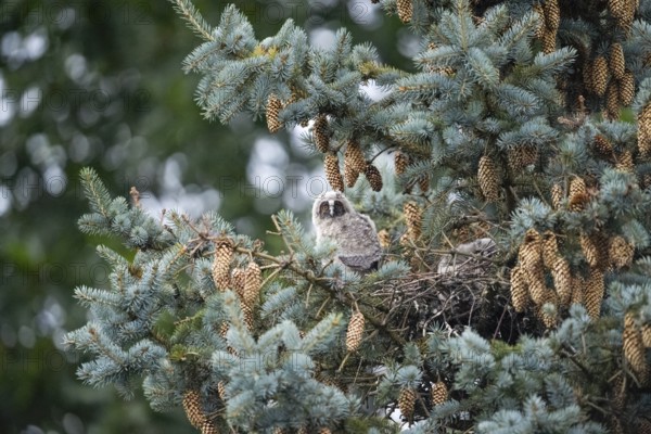 Young long-eared owl (Asio otus) forest spirits sitting in the nest surrounded by pine cones and needles in a tree, Lower Saxony, Germany