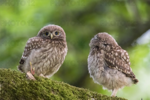 Two young little owls (Athene noctua) sitting on a moss-covered branch on an apple tree, Osnabrücker Land, Lower Saxony, Germany