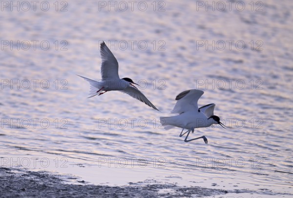 Common Tern (Sterna hirundo) dispersing Avocet (Recurvirostra avosetta) in the water against the light, Texel, North Holland, Netherlands