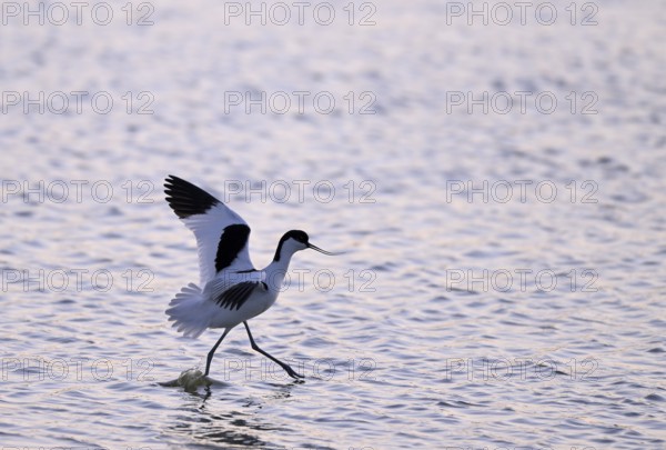 Avocet (Recurvirostra avosetta) in the water against the light, Texel, North Holland, Netherlands
