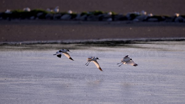 Three flying avocets (Recurvirostra avosetta) over water in backlight, Texel, North Holland, Netherlands