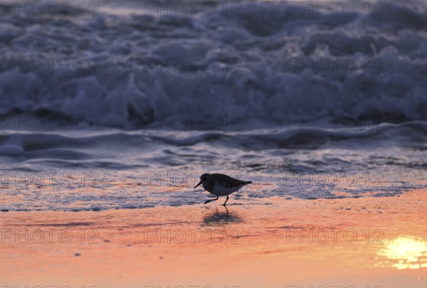 Sanderling (Calidris alba) on the beach with waves against the light, Texel, North Holland, Netherlands