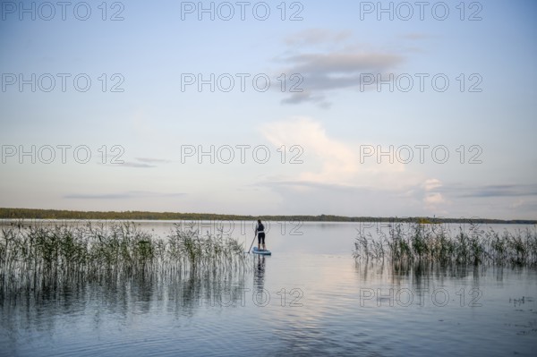 Person on a stand-up paddle board between reeds on a calm lake under clear sky with views, Asnen, Kronborgs län, Sweden