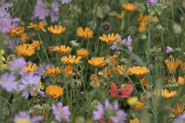 Species-rich, colourful flowering meadow with marigold (Calendula officinalis), Lower Rhine, North Rhine-Westphalia, Germany