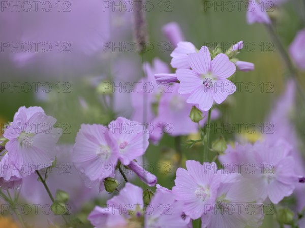 Species-rich, colourful flowering meadow with musk mallow (Malva moschata), Lower Rhine, North Rhine-Westphalia, Germany