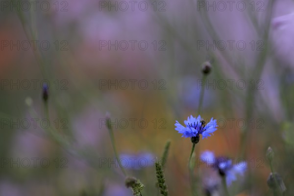 Species-rich colorful blooming meadow, Lower Rhine, North Rhine-Westphalia, Germany