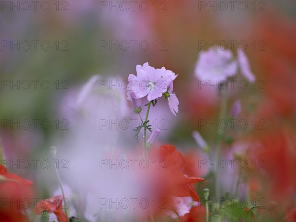 Species-rich colourful flowering meadow with musk mallow (Malva moschata) and poppy (Papaver rhoeas), Lower Rhine, North Rhine-Westphalia, Germany
