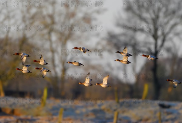 Common Pochard (Aythya ferina), flying flock, Lower Rhine, North Rhine-Westphalia, Germany