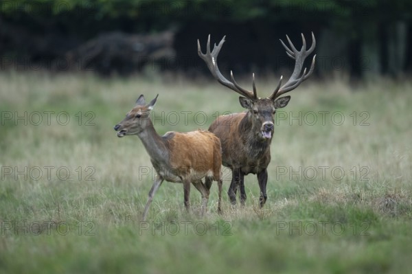 Red deer (Cervus elaphus) in rut, Klamptenborg, Copenhagen, Denmark