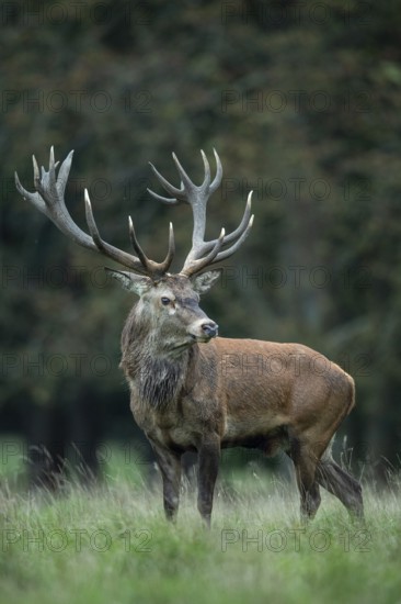 Red deer (Cervus elaphus) in rut, Klamptenborg, Copenhagen, Denmark