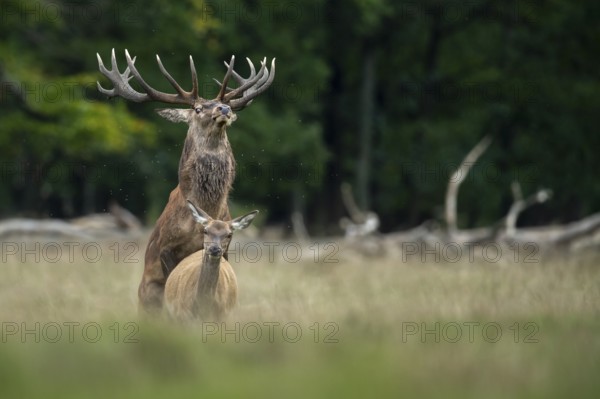 Red deer (Cervus elaphus) in rut, mating, copulation, Klamptenborg, Copenhagen, Denmark