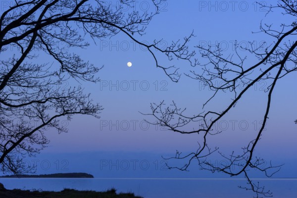 Moonrise on the lagoon on Rügen, Rügen, Glowitz, Mecklenburg-Western Pomerania, Germany