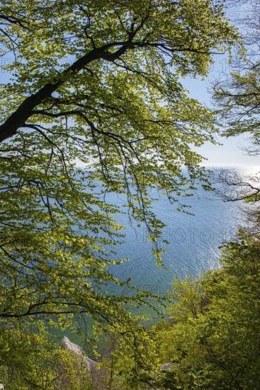 View of chalk cliffs in Jasmund National Park on Rügen, Sassnitz, Rügen, Mecklenburg-Western Pomerania, Germany
