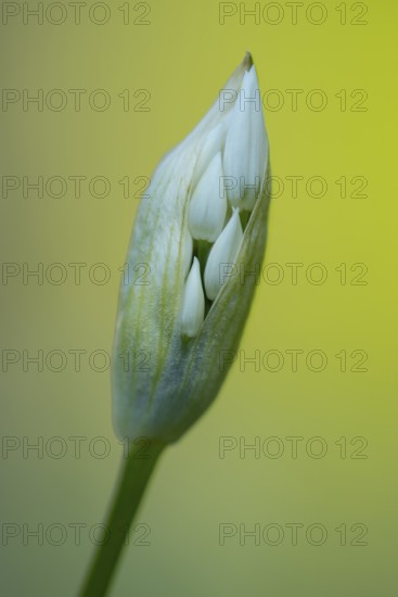Flowering wild garlic (Allium ursinum), Puttbus, Mecklenburg-Vorpommern, Germany
