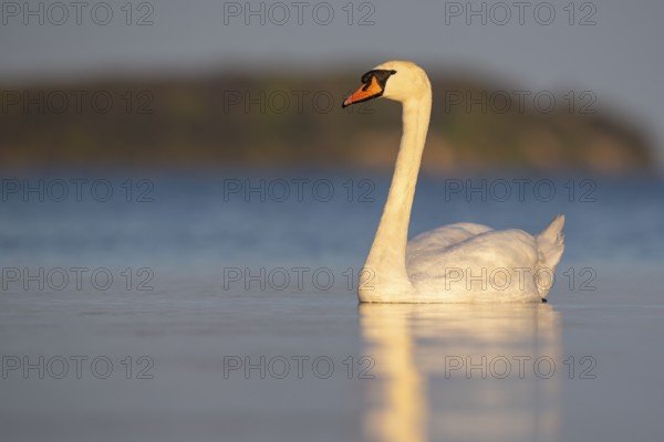 Mute swan (Cygnus olor), Rügen, Glowitz, Mecklenburg-Western Pomerania, Germany