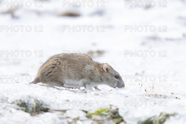 Brown rat (Rattus norvegicus) adult rodent animal feeding on seed on ice in winter, England, United Kingdom