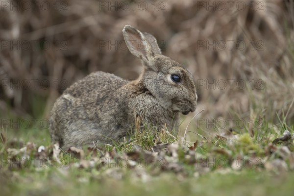 Rabbit (Oryctolagus cuniculus) adult animal in grassland, England, United Kingdom