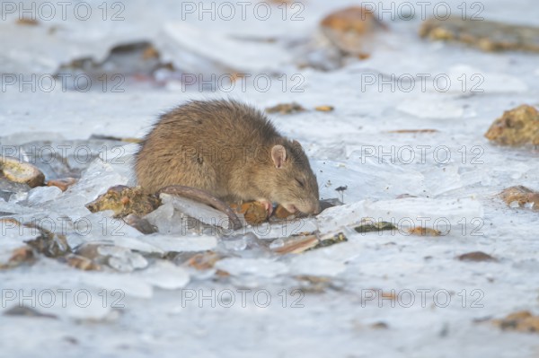 Brown rat (Rattus norvegicus) adult rodent animal feeding on seed on ice of a frozen lake in winter, England, United Kingdom