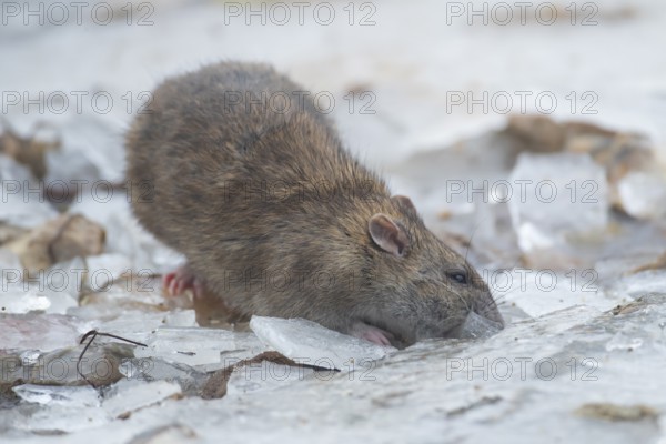 Brown rat (Rattus norvegicus) adult rodent animal searching for food under the ice of a frozen lake in winter, England, United Kingdom
