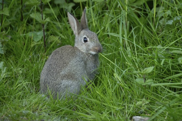 Rabbit (Oryctolagus cuniculus) adult animal eating grass, England, United Kingdom